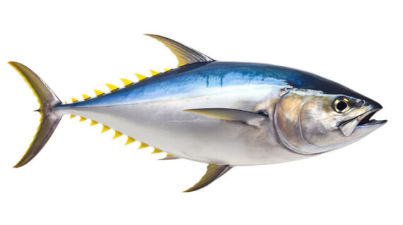 TUNA fish (whole )